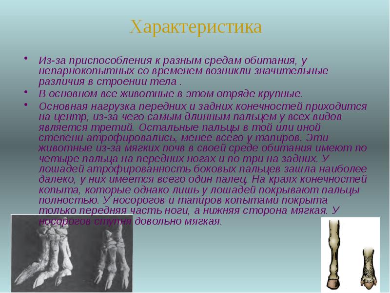 Из-за приспособления к разным средам обитания, у непарнокопытных со временем возникли Из-за приспособления к разным средам обитания, у непарнокопытных со временем возникли