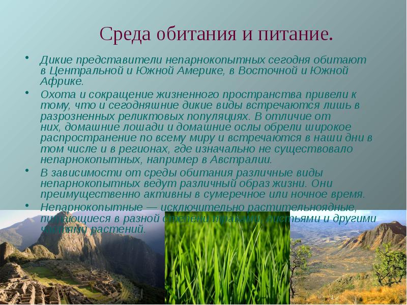 Дикие представители непарнокопытных сегодня обитают в Центральной и Южной Америке, в Восточной и Южной Африке.
Дикие Дикие представители непарнокопытных сегодня обитают в Центральной и Южной Америке, в Восточной и Южной Африке.
Дикие