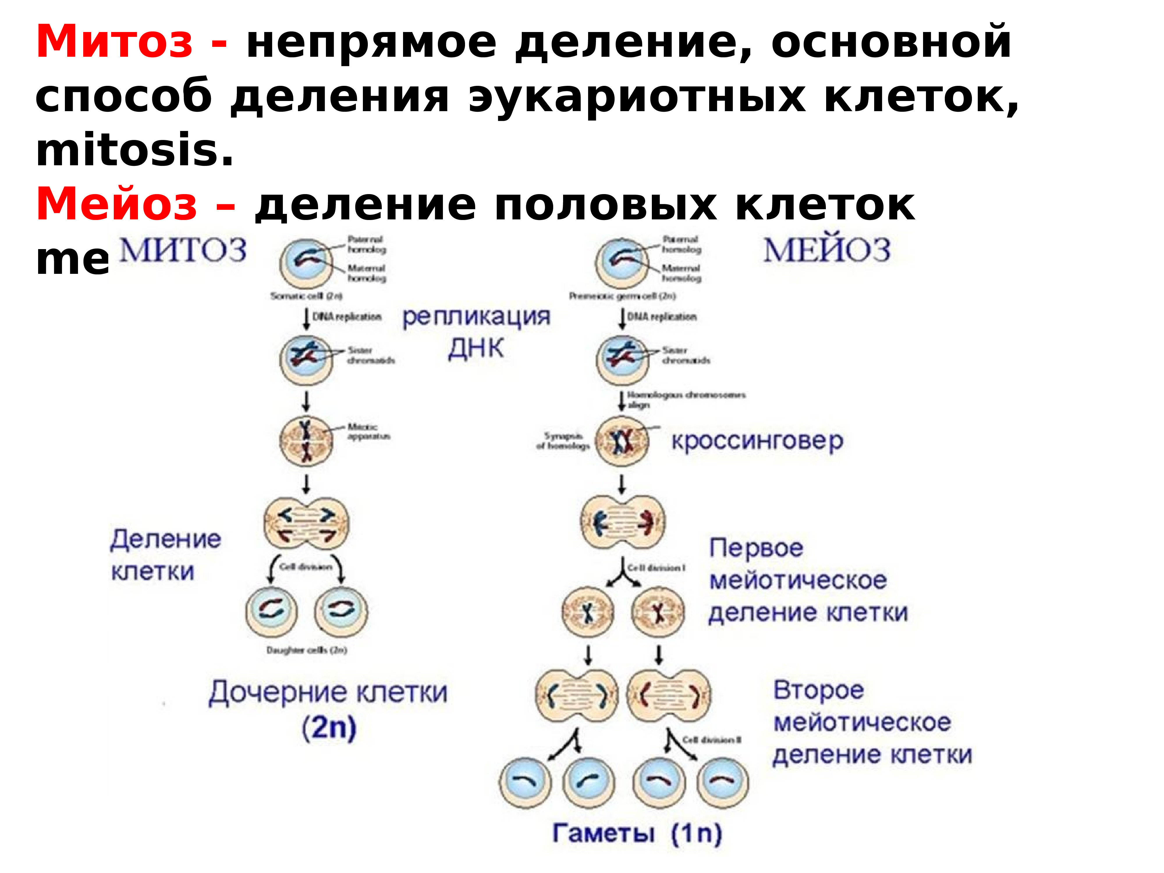 3 способа деления клетки. Гаметогенез мейоз. Размножение клеток митоз схема. Жизненный цикл митоз мейоз схема ЕГЭ. Деление клетки мейоз схема.