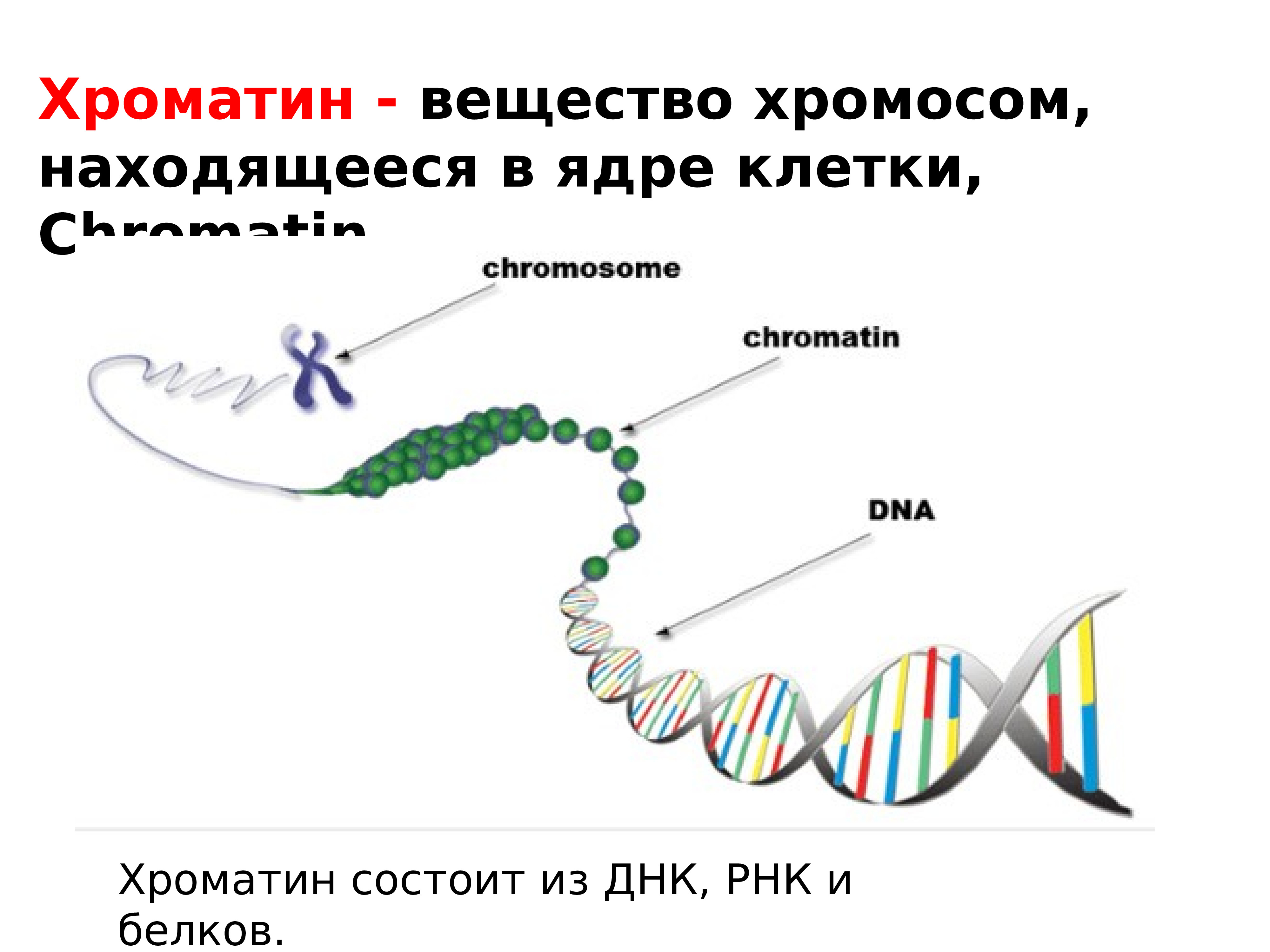 Молекулы днк в хромосоме. ДНК хроматин хромосома. Рисунок хроматина и хромосомы. Хроматин функции. Хроматин состоит.