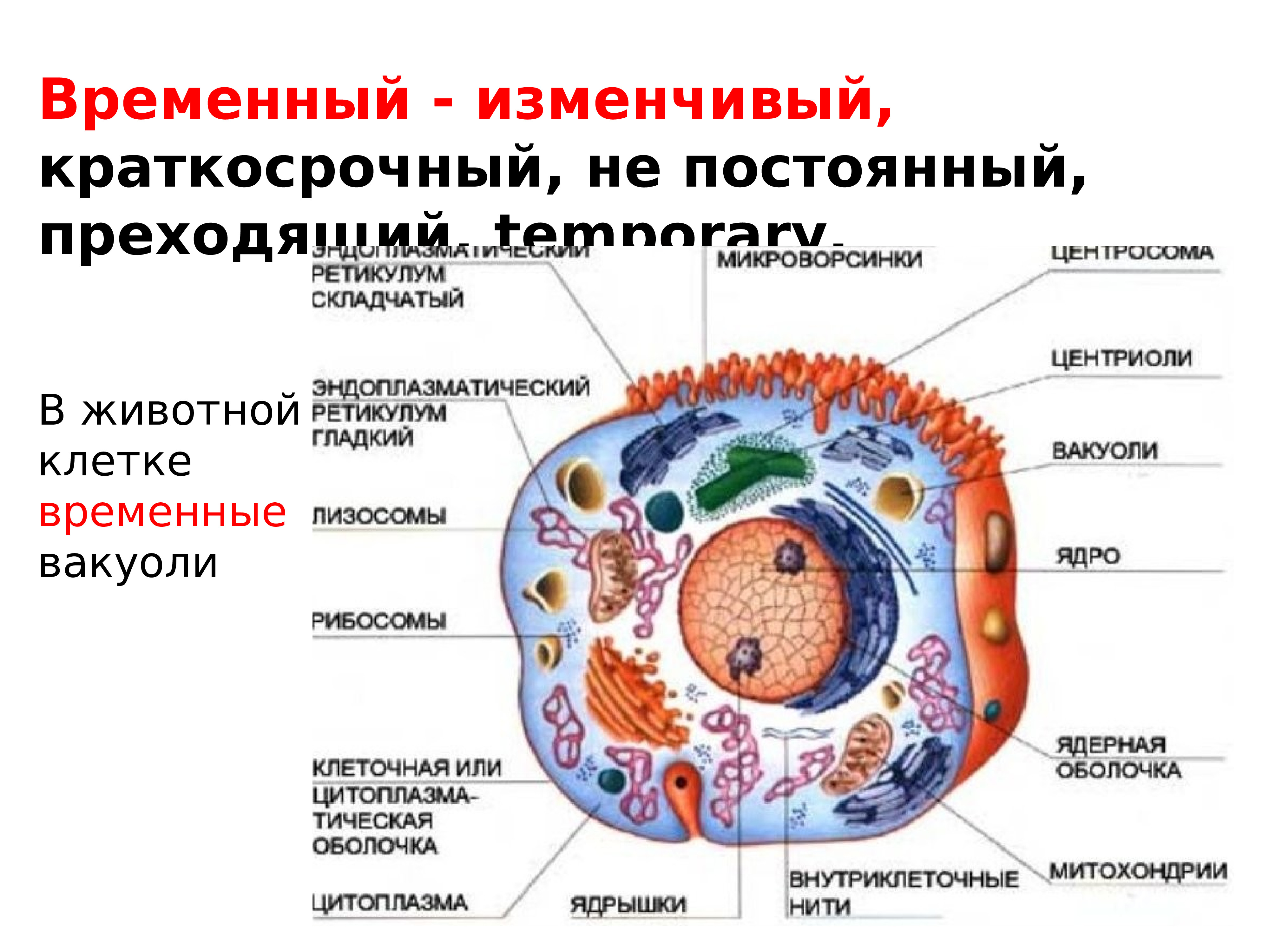 Основные органеллы эукариотической клетки