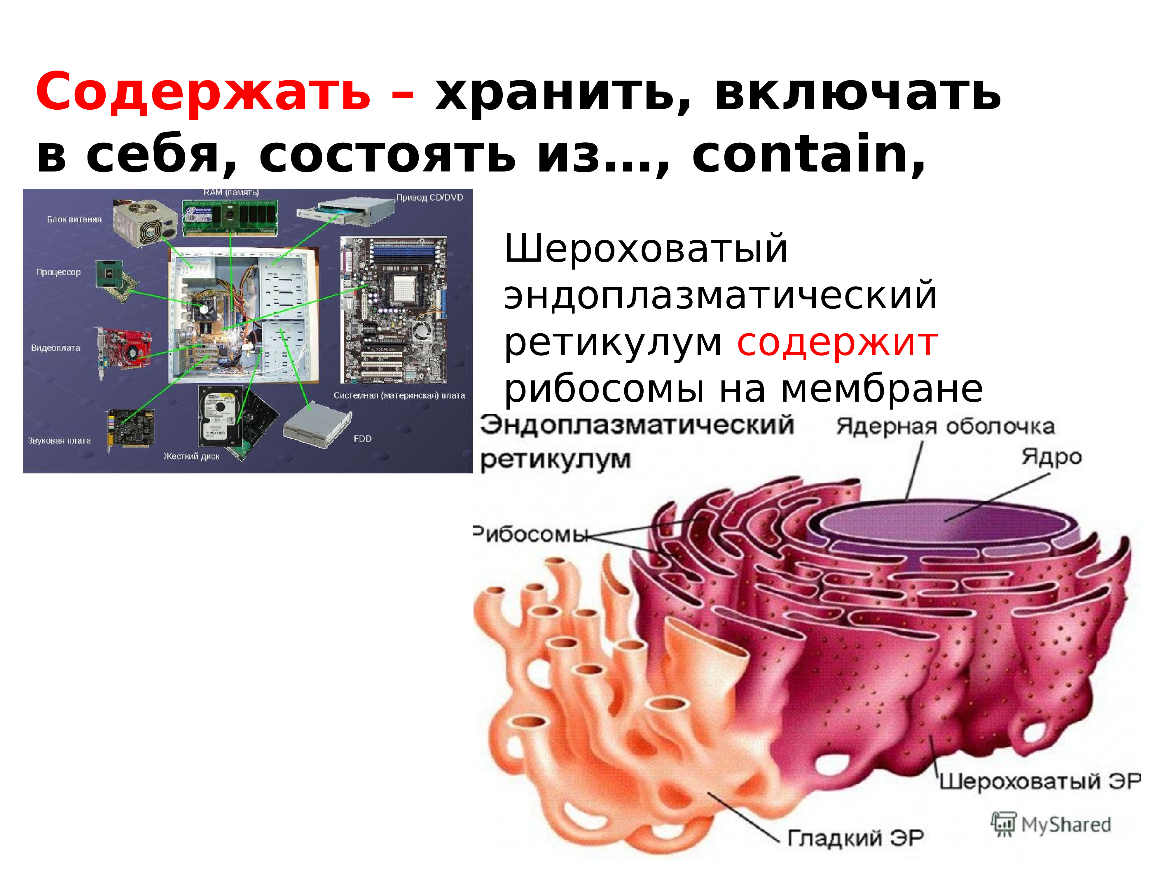 Презентация клеточная теория 9 класс биология