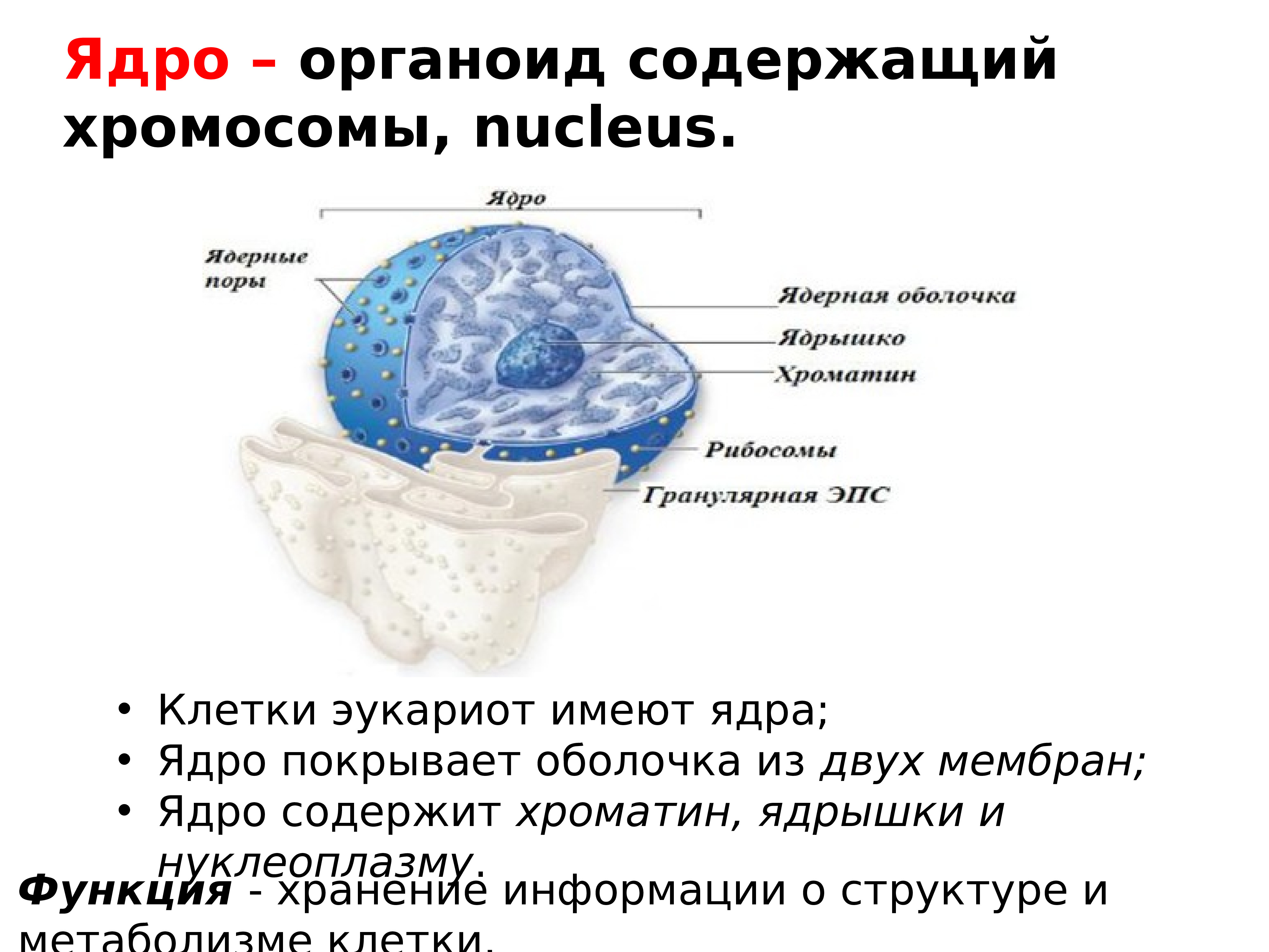 Клеточная теория строения организмов история и современное состояние проект