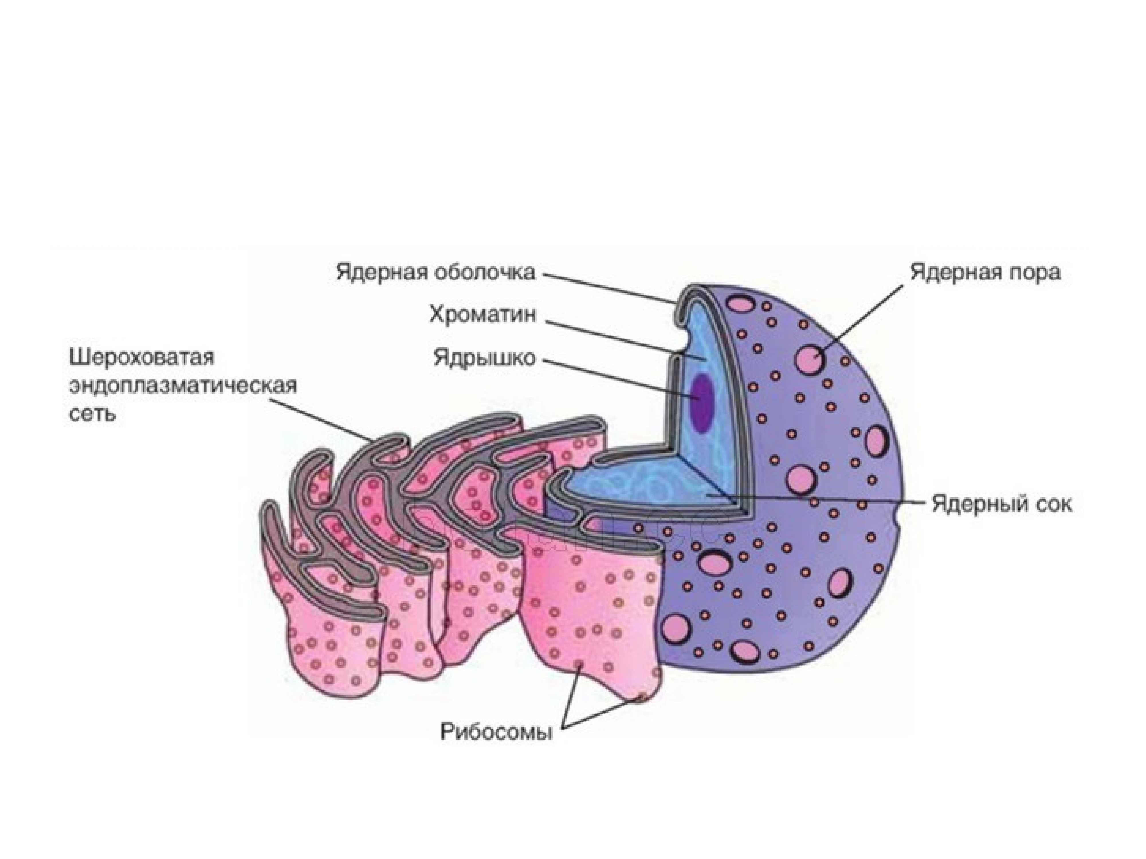 Ядерная мембрана рисунок