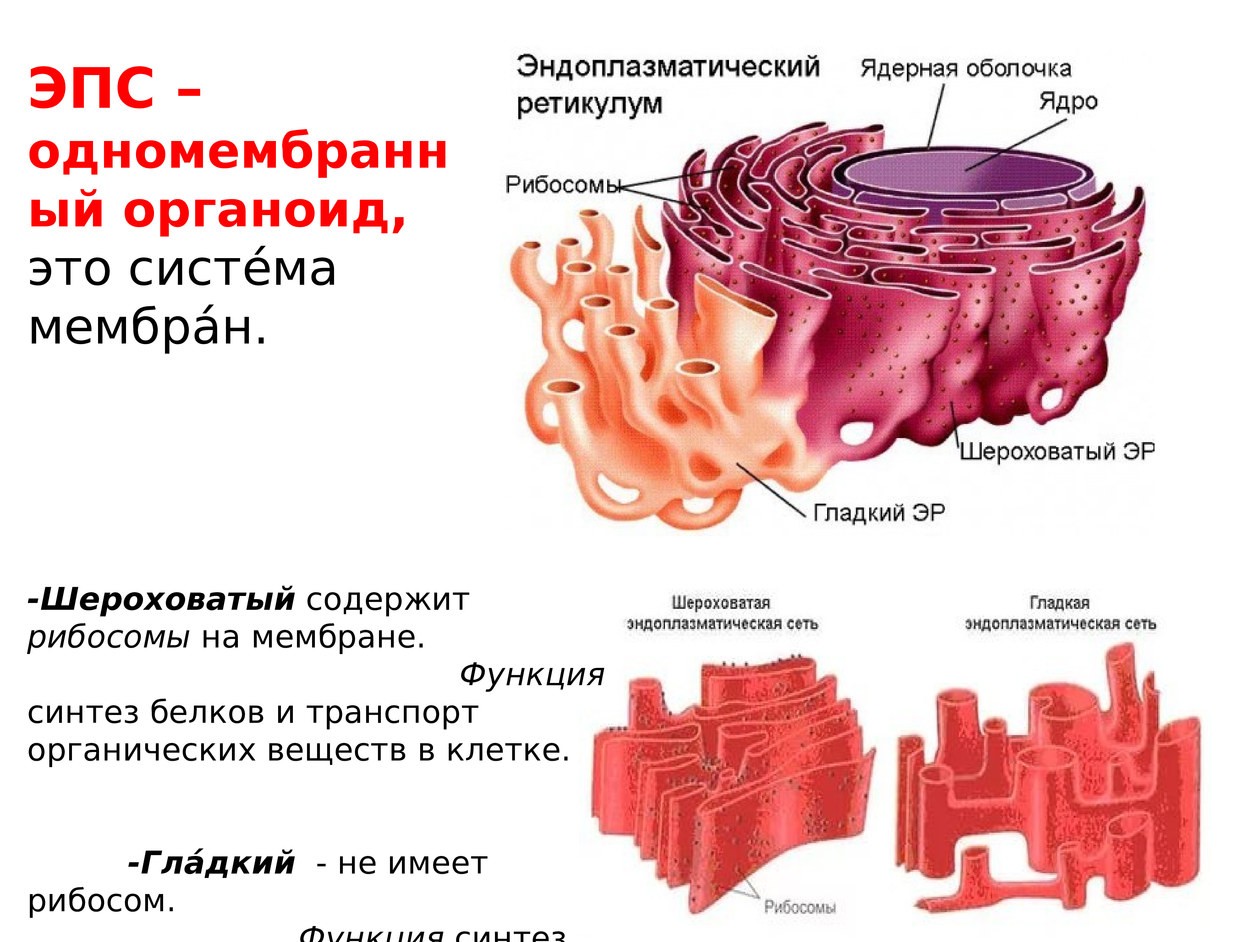 Шероховатая эпс участвует в синтезе. Эндоплазматическая мембрана одномембранный. Эндоплазматическая сеть функции органоида. Структура шероховатая эндоплазматическая сеть.