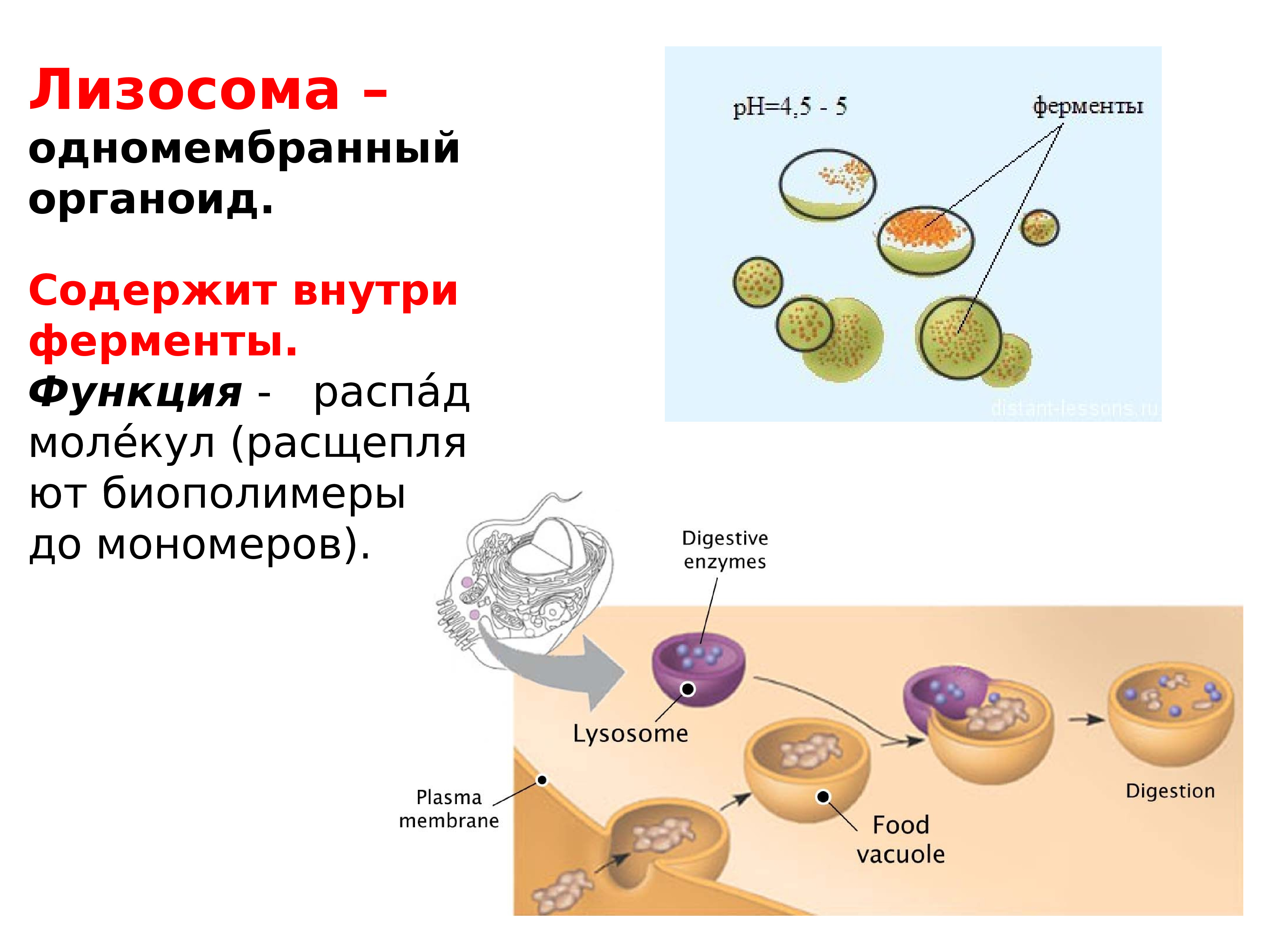 Функции органоидов лизосома. Лизосомы одномембранный органоид. Строение структура лизосомы. Ферменты лизосом. Гидролазы лизосом.