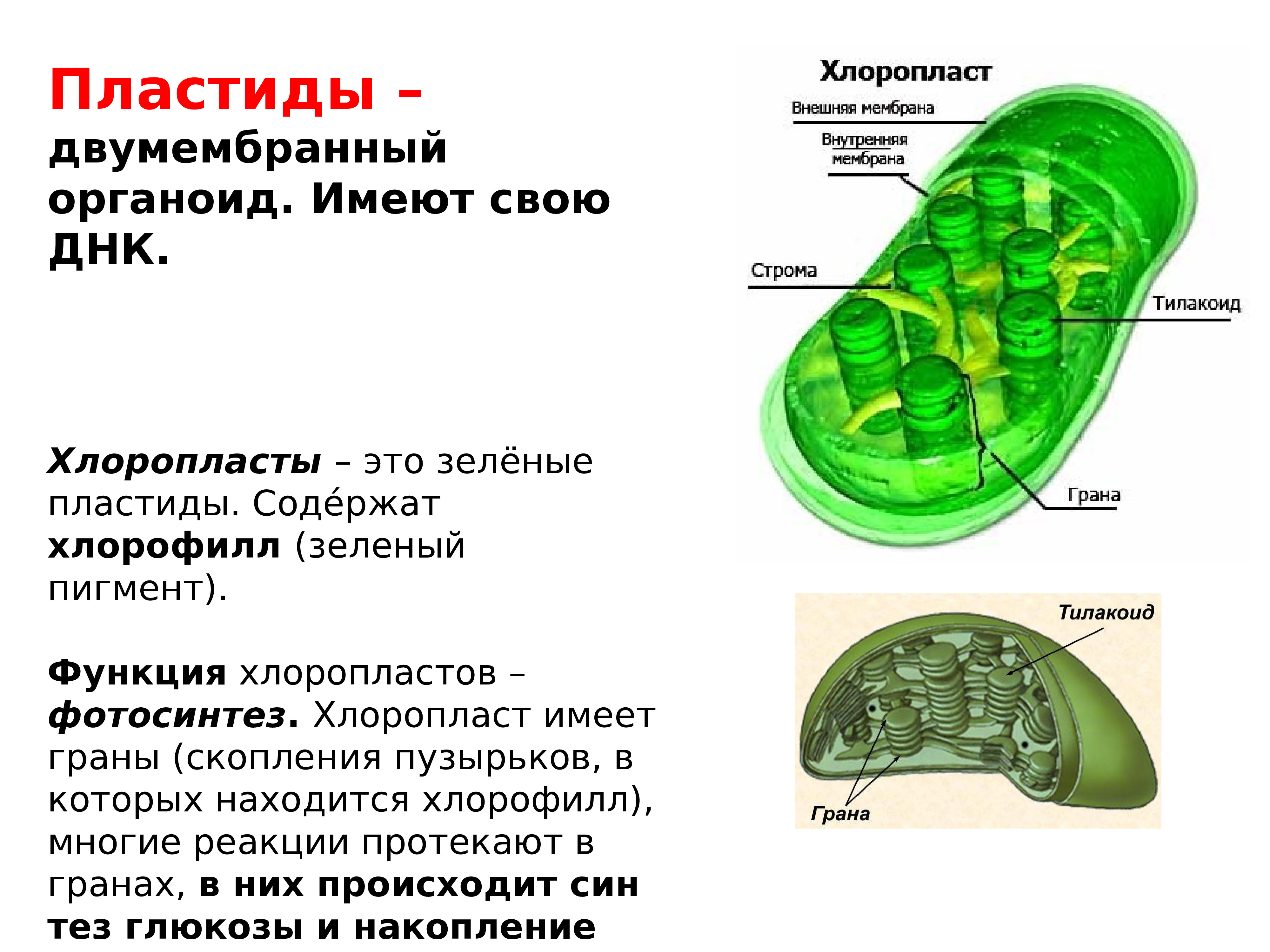 Органоиды содержащие хлорофилл