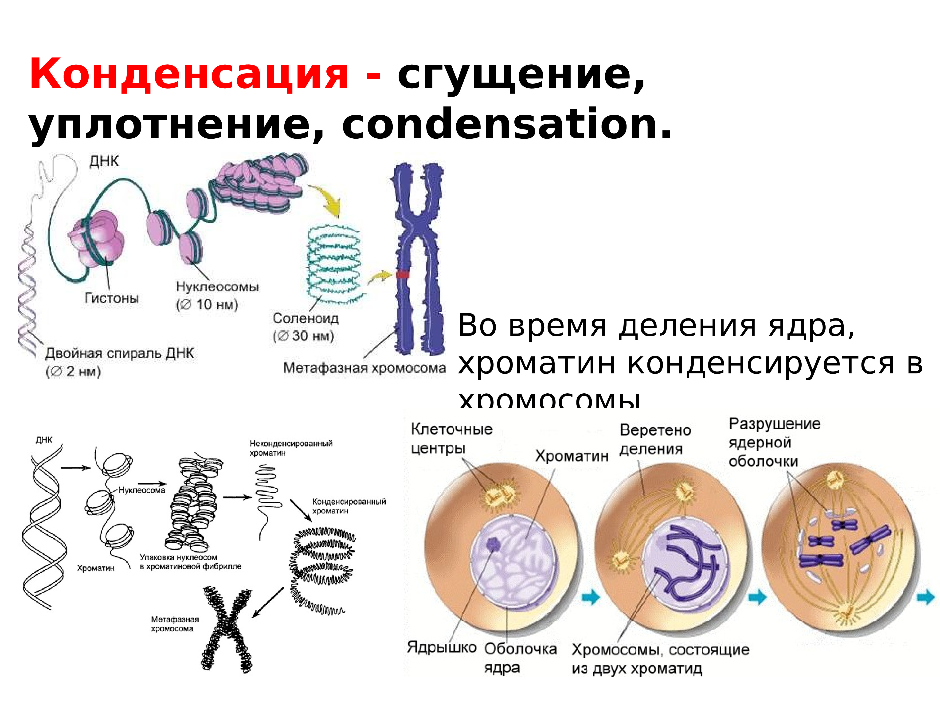 Презентация клеточная теория 9 класс биология