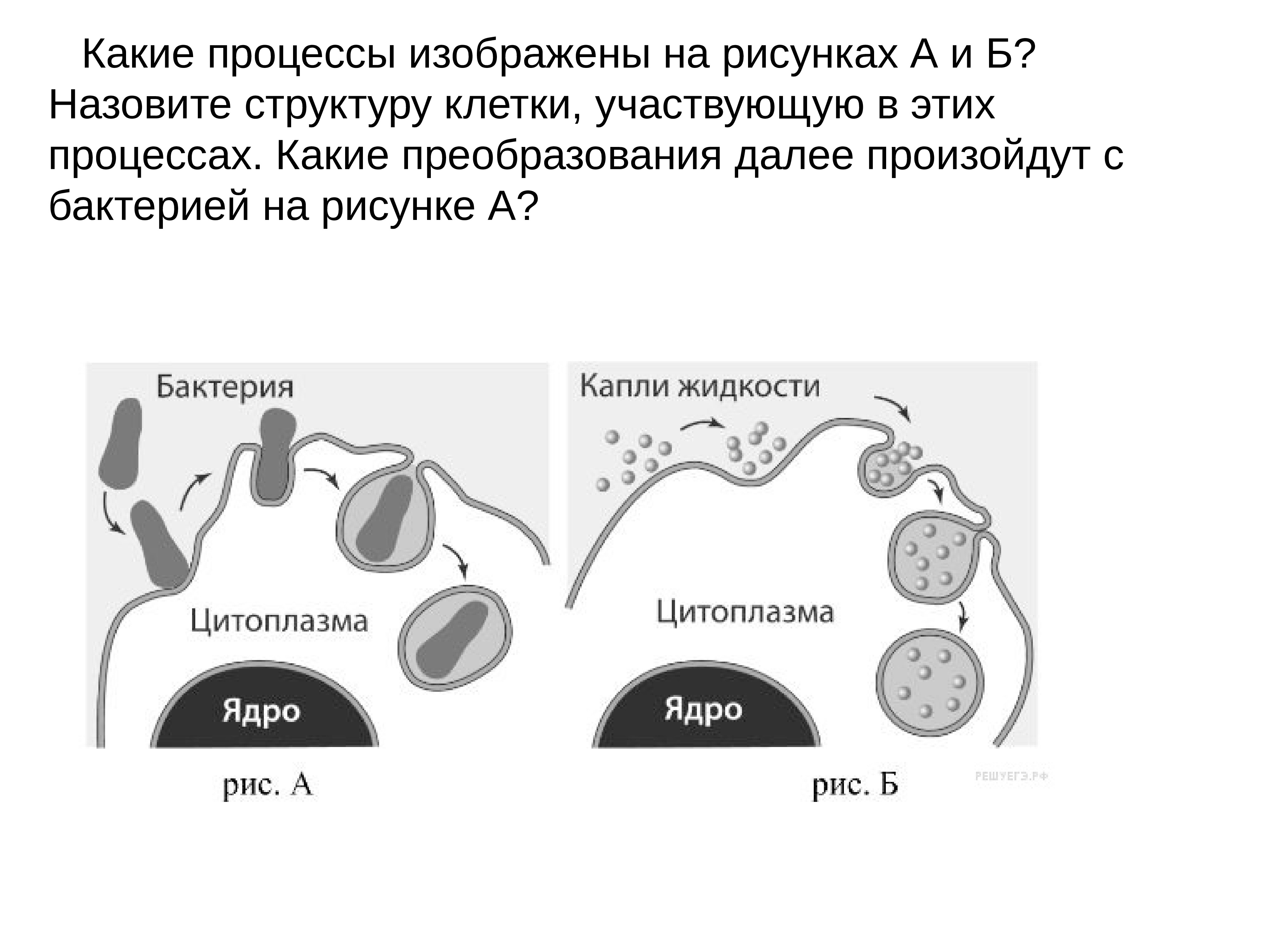 Какие процессы изображены на рисунках а и б назовите структуру клетки. Структуры клетки участвующих в фагоцитозе. Структуру клетки, участвующую в этих процессах..