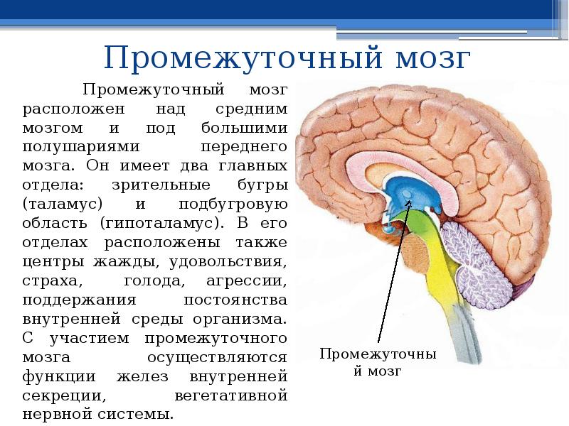 Таламус и гипоталамус какой отдел мозга. Строение и функции среднего мозга мозга. Строение промежуточного мозга в головном мозге. Средний мозг продолговатый мозг промежуточный мозг функции. Средний мозг строение и функции анатомия.