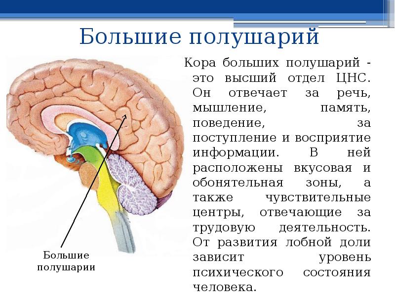 Большие полушария головного мозга функции и строение. Схема мозга. Большие полушария. Функции промежуточного мозга.
