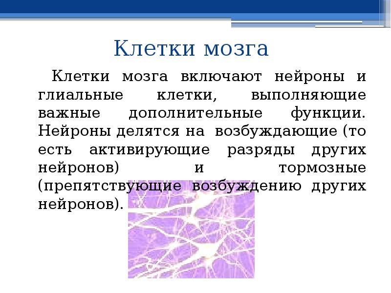 Характеристика функций нейронов. Функции глиальных клеток. Глиальные клетки мозга функции. Функции нейронов головного мозга. Какие функции выполняют глиальные клетки?.