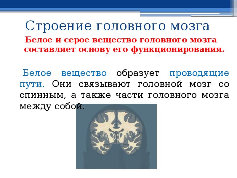 Серое вещество. Серое и белое вещество мозга. Серое и белое вещество головного мозга анатомия. Белое вещество головного мозга функции. Серое вещество образовано.