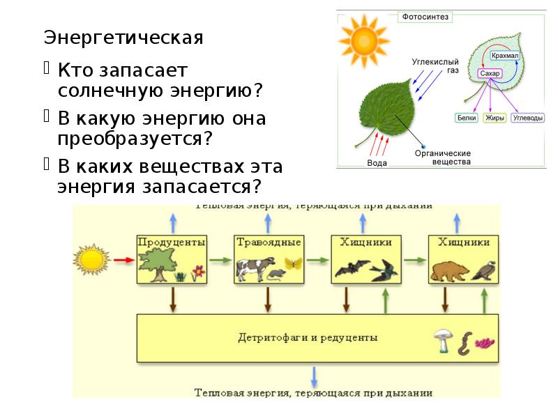 Фотосинтез в биосфере