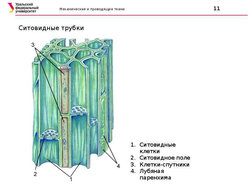 Проводящая ткань у растений рисунок