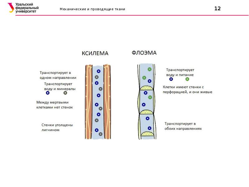 Клетки ксилемы живые. Проводящая ткань. Какое строение могут иметь клетки проводящей ткани. Проводящая ткань кто транспортирует воду. Клуб живые клетки или мертвые.