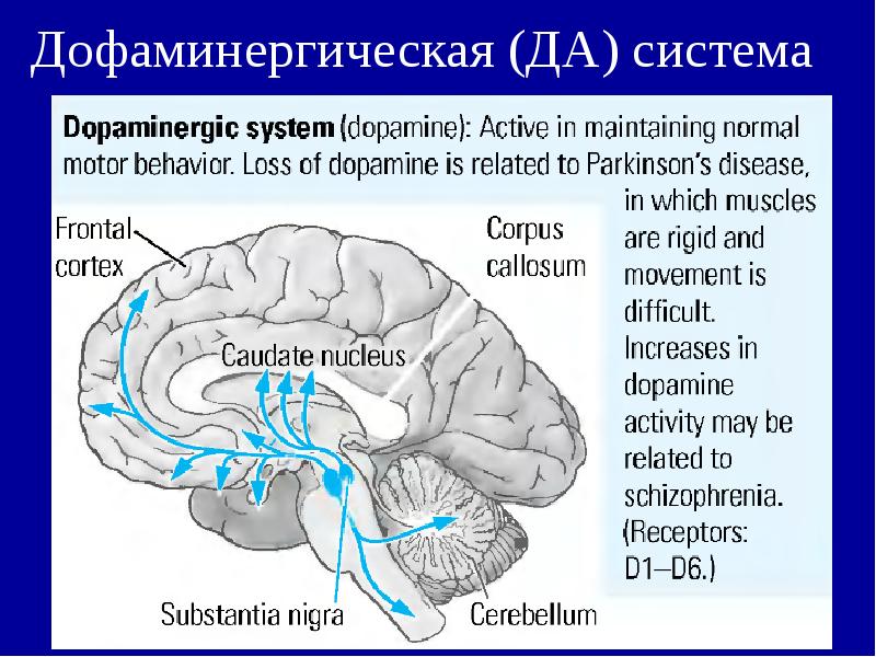 Дофаминергическая система презентация