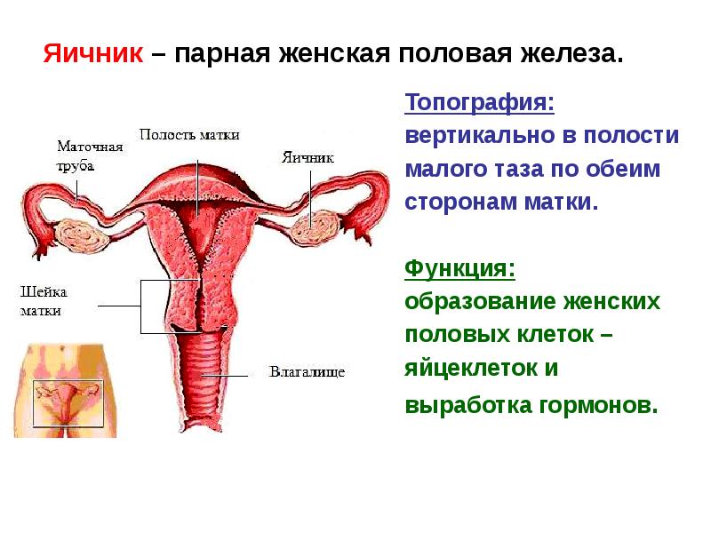 Анатомия матки презентация