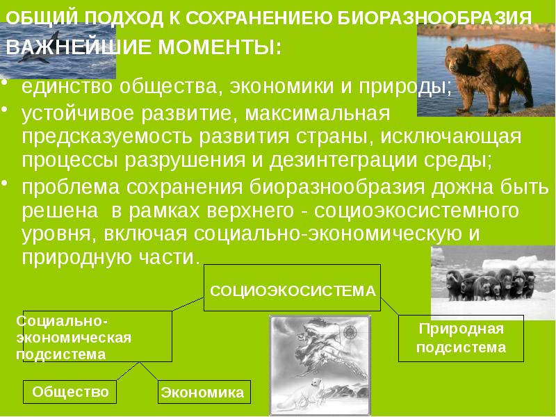 Развитие экосистем. Эволюция экосистем. Проблема устойчивого развития общества и биосферы. Основные уровни биоразнообразия. Основные подходы к природе.