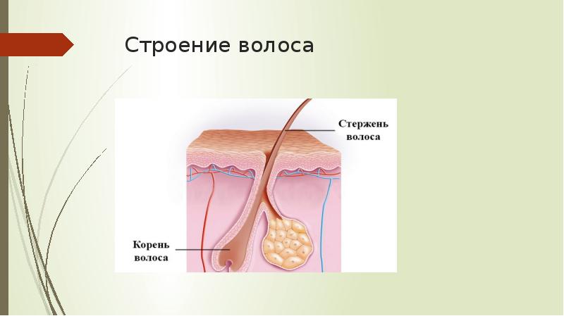 Строение волоса Строение волоса