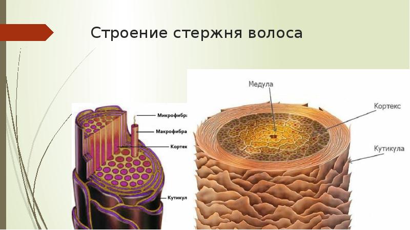 Строение стержня волоса Строение стержня волоса
