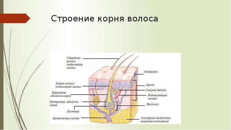 Строение корня волоса Строение корня волоса