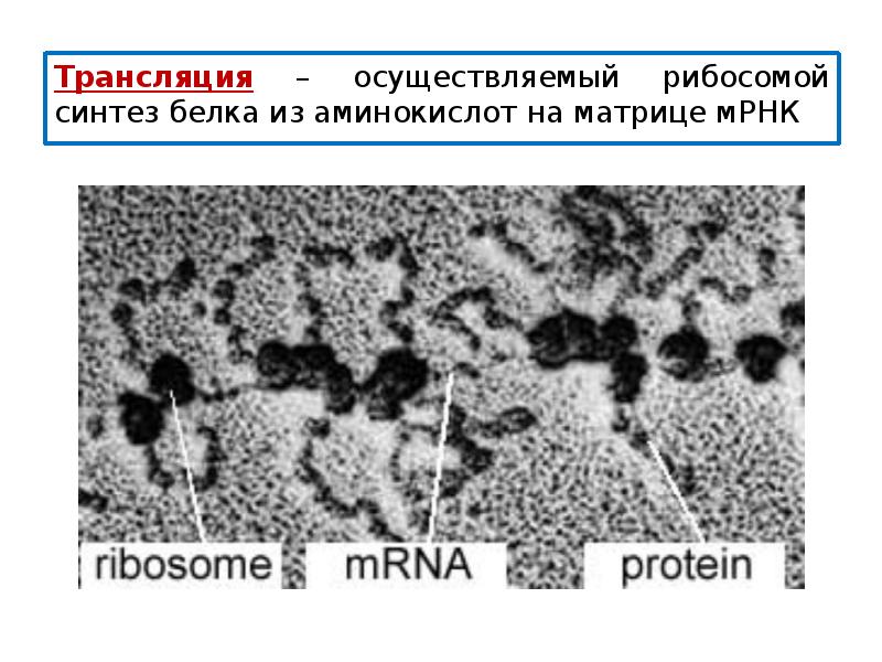 Эпс фото под микроскопом