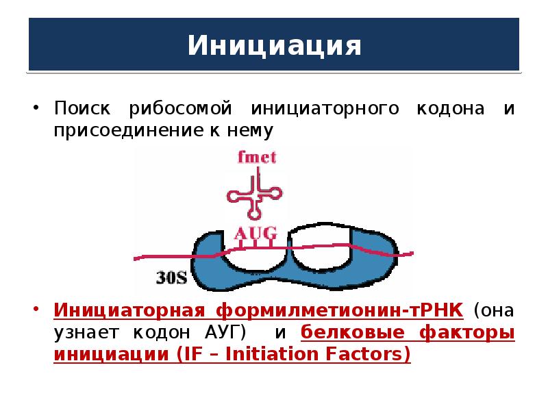 Кодон инициации. Инициирующий кодон. Присоединение инициаторной ТРНК К. Факторы инициации. Ауг кодон.