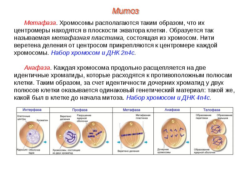 Митоз қазақша презентация