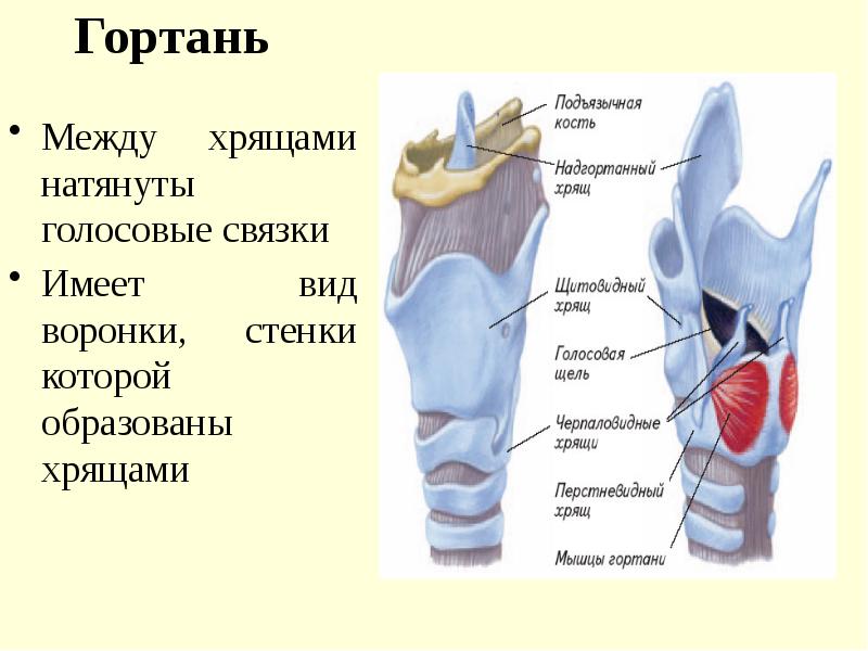 Хрящи гортани