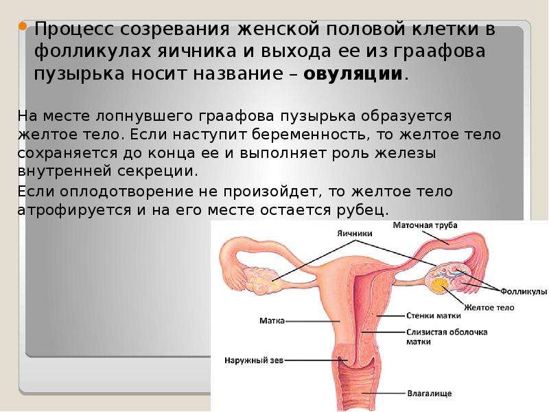 Презентация на тему женская половая система