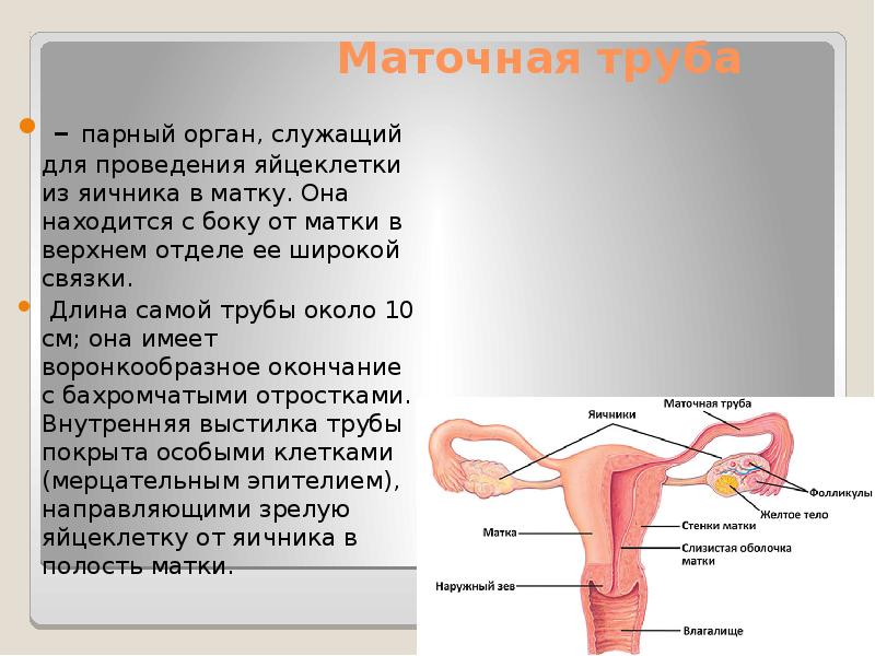 Фаллопиевы трубы. Маточные трубы строение и функции. Анатомические части маточной трубы. Маточная труба функция анатомия. Функции маточных труб.