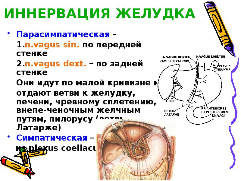 Тонкий кишечник положение отделы строение стенки функции иннервация кровоснабжение