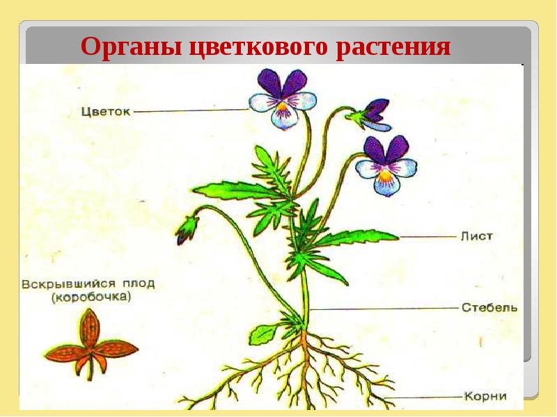 Зарисуйте схему строения цветкового растения в тетрадь и подпишите