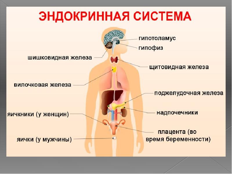 Внутренняя секреция. Железы внутренней секреции анатомия. Строение эндокринной системы. Гормональная система человека строение. Эндокринная система представлена железами внутренней секреции.