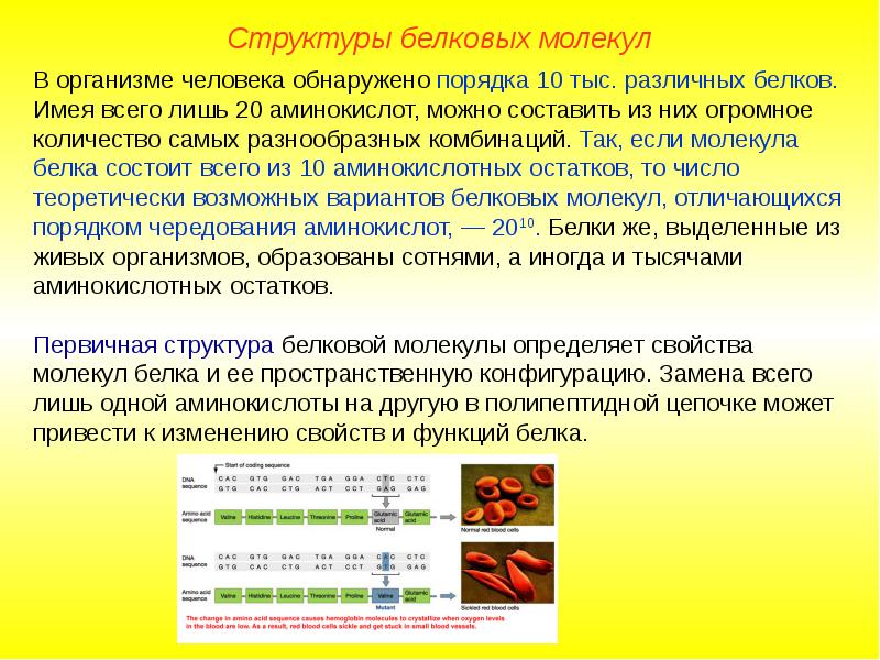 Белки функции. Строение белка в организме человека. Схема обмена белков в организме. Последовательность образования белков в организме. Процессы обсены белков.