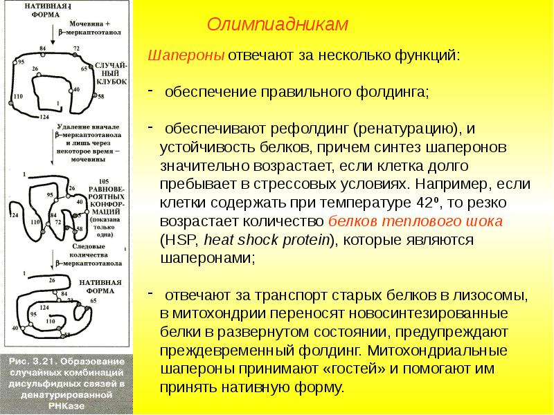 Функции митохондрии синтез