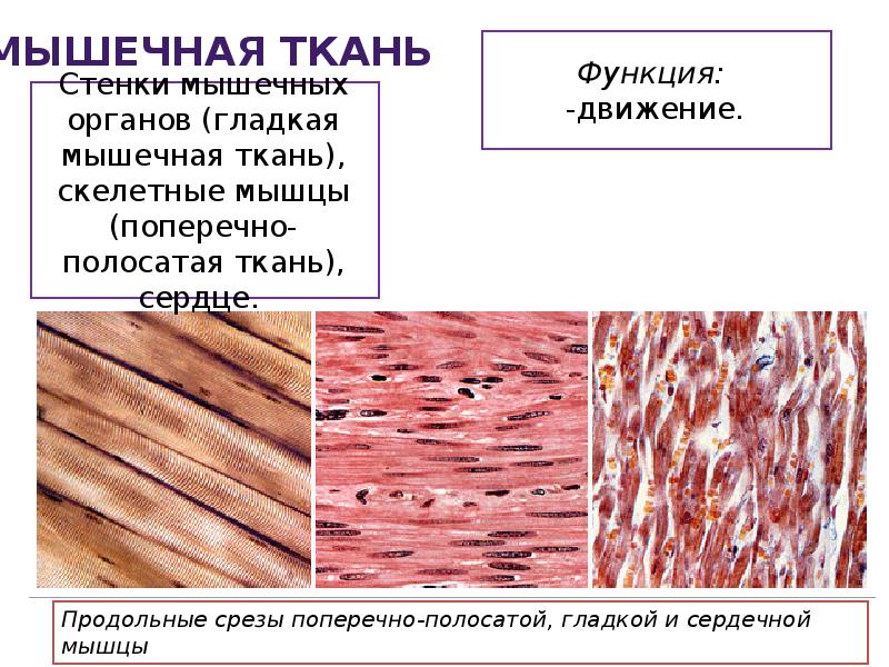 Каким уникальным свойством обладает мышечная ткань поясните. Поперечно-полосатая Скелетная мышечная ткань органы. Гладкая мышечная ткань функции. Гладкая и поперечно полосатая мышечная ткань. Функции сердечной мышечной ткани.