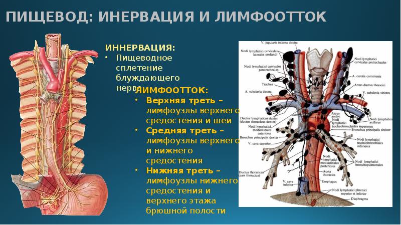 Кровоснабжение стенок туловища и диафрагмы венозный отток