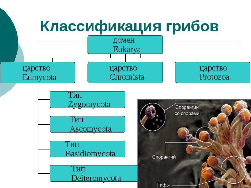 Грибы презентация 7 класс