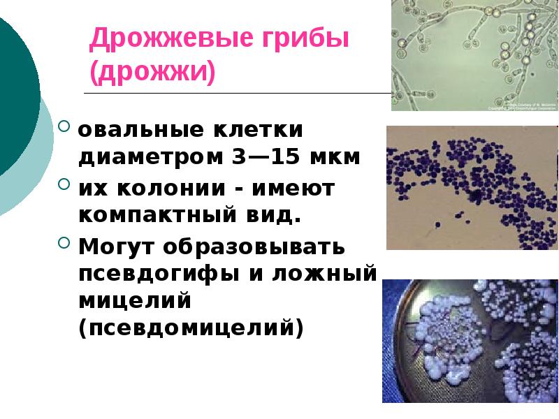 Дрожжевые грибы презентация