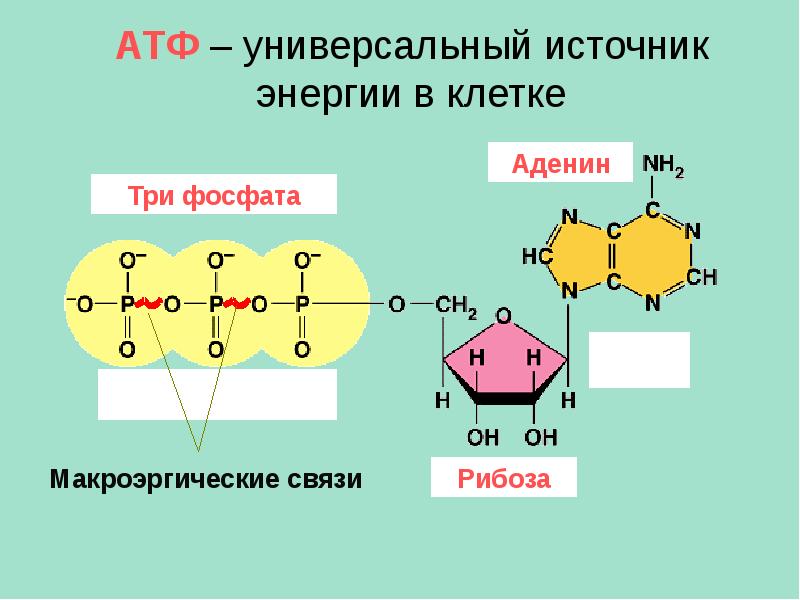 Определите количество молекул атф. АТФ универсальный источник энергии. Макроэргические связи в РНК. АТФ цепочка рибоза. Рибоза макроэргическая связь аденин.