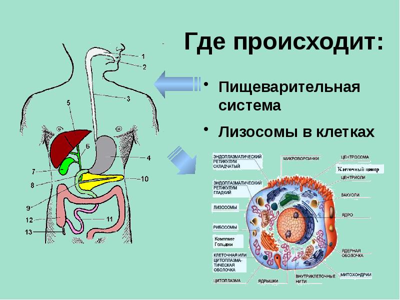 Энергетический обмен в клетке 9 класс презентация