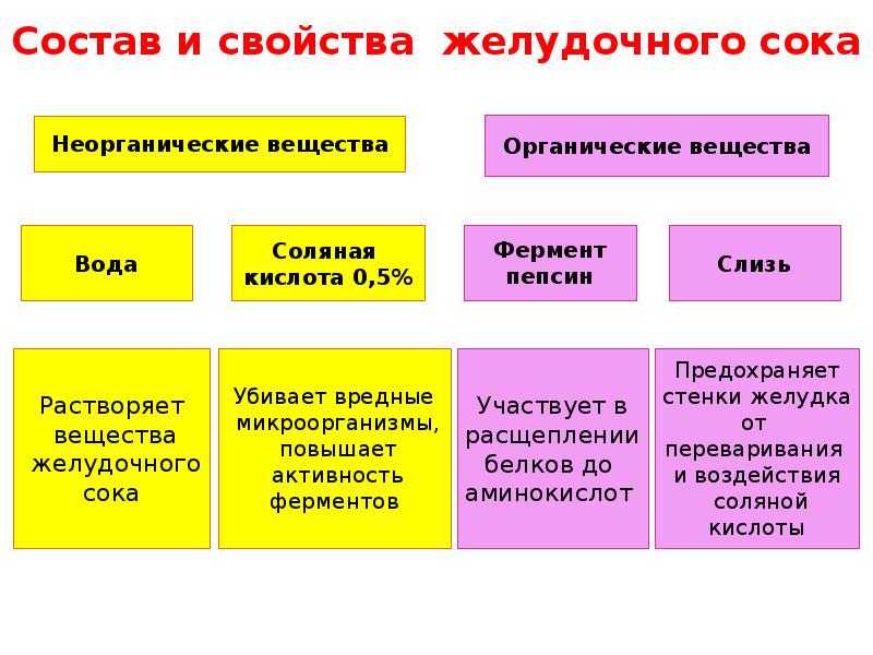 Пищеварение в желудке и двенадцатиперстной кишке действие ферментов 8 класс презентация