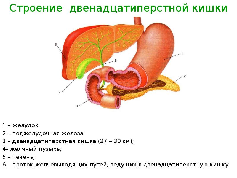 Строение стенки двенадцатиперстной кишки