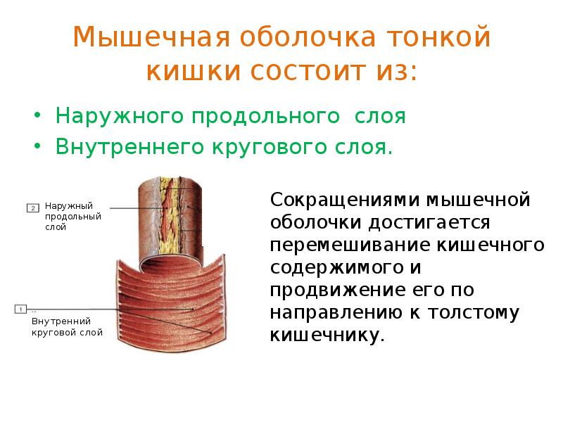 Кольцевой слой. Мышечная оболочка тонкой кишки. Продольный слой мышечной оболочки. Круговой слой мышечной оболочки. Мышечный слой тонкой кишки.