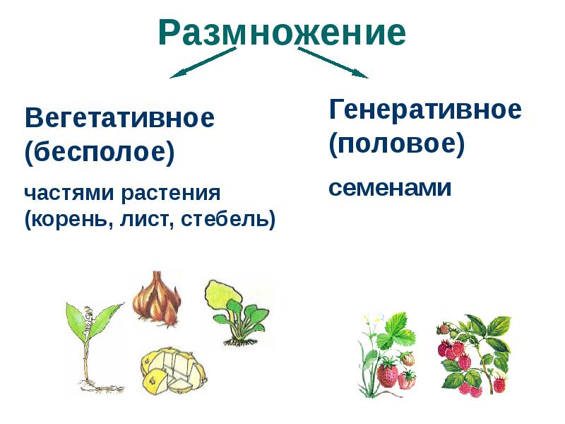 Как образуется зародыш растения 6 класс. Размножение растений.