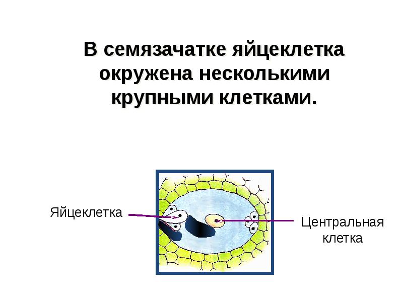 Образование яйцеклетки у цветковых растений. У кого яйцеклетки образуются в семязачатках. Остров оплодотворения. Оплодотворение у рыб. В семязачатке образуется яйцеклетка?.