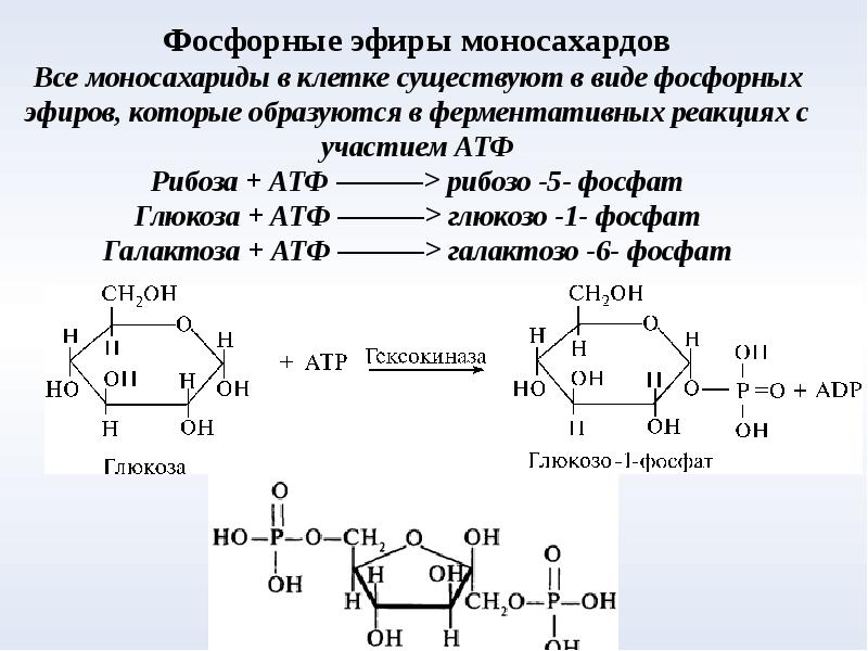 Реакция атф. Рибоза в АТФ. Глюкоза в рибоза 5 фосфат. Рибозо 5 фосфат плюс АТФ. D-рибоза+АТФ.