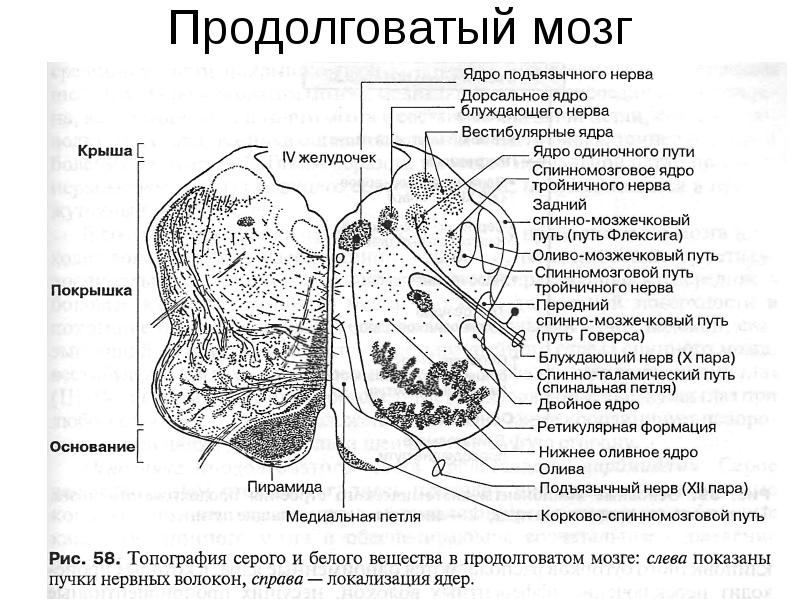 Срез продолговатого мозга схема